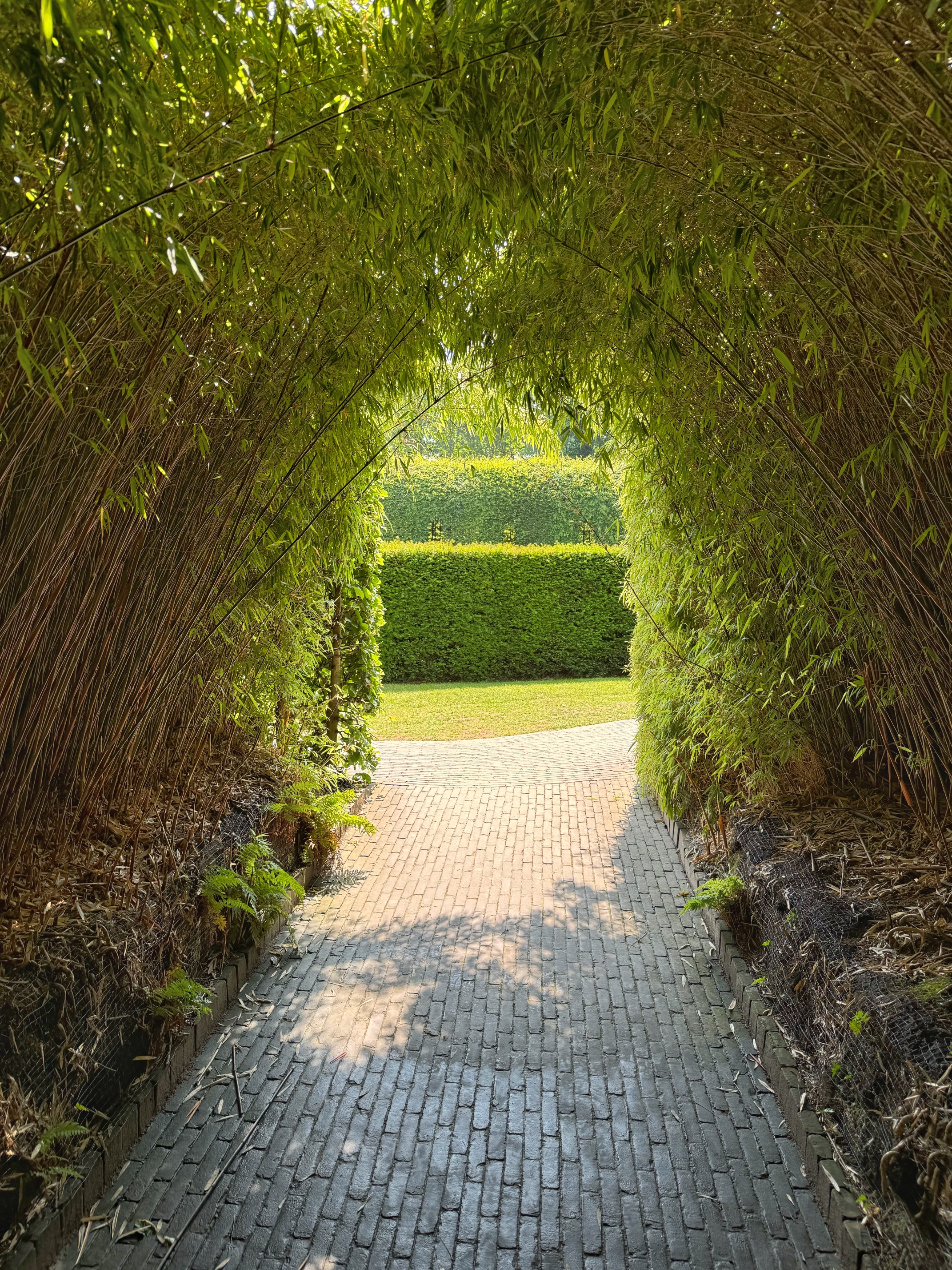 Bamboo Maze