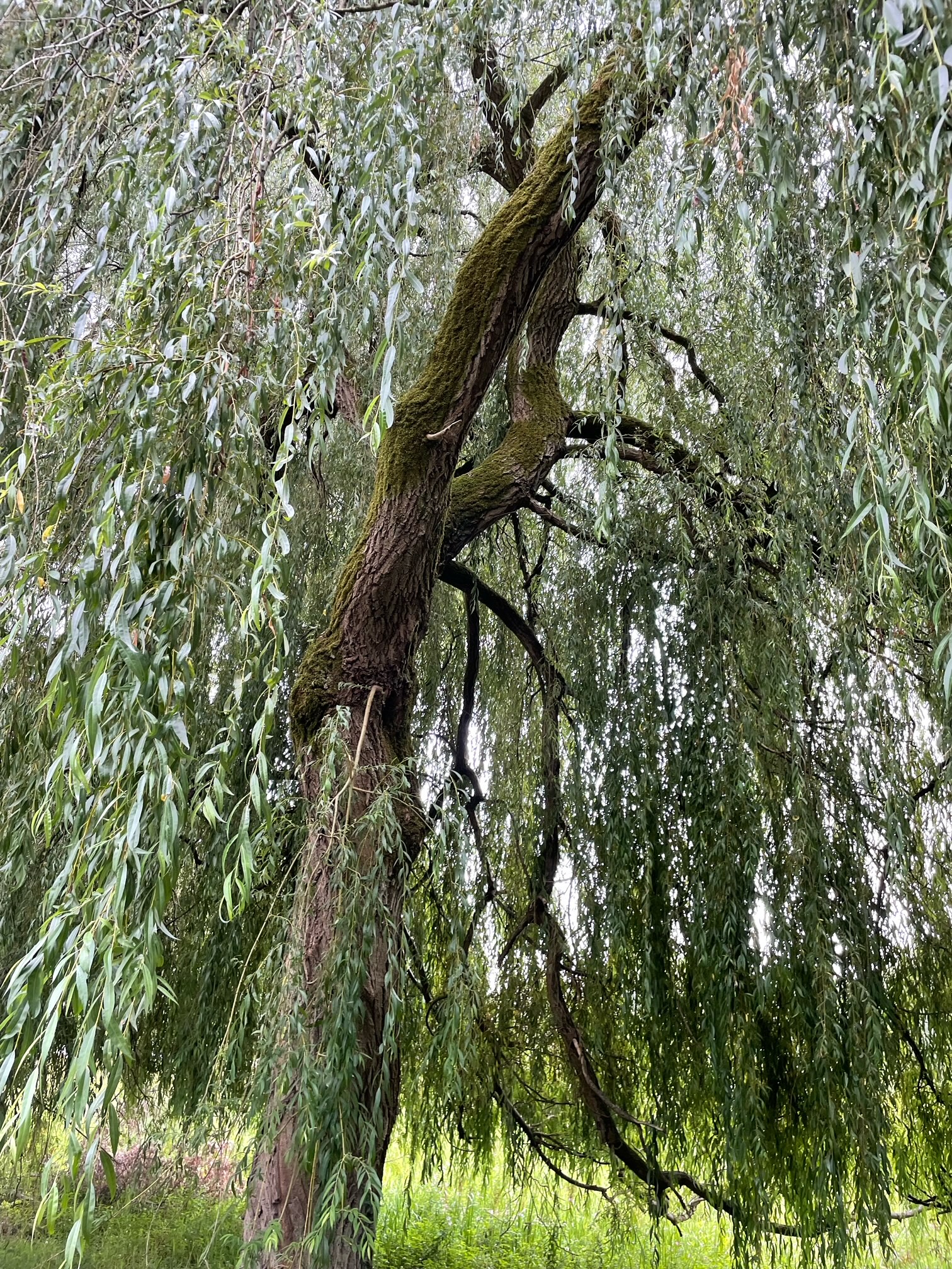 Bibury Willow