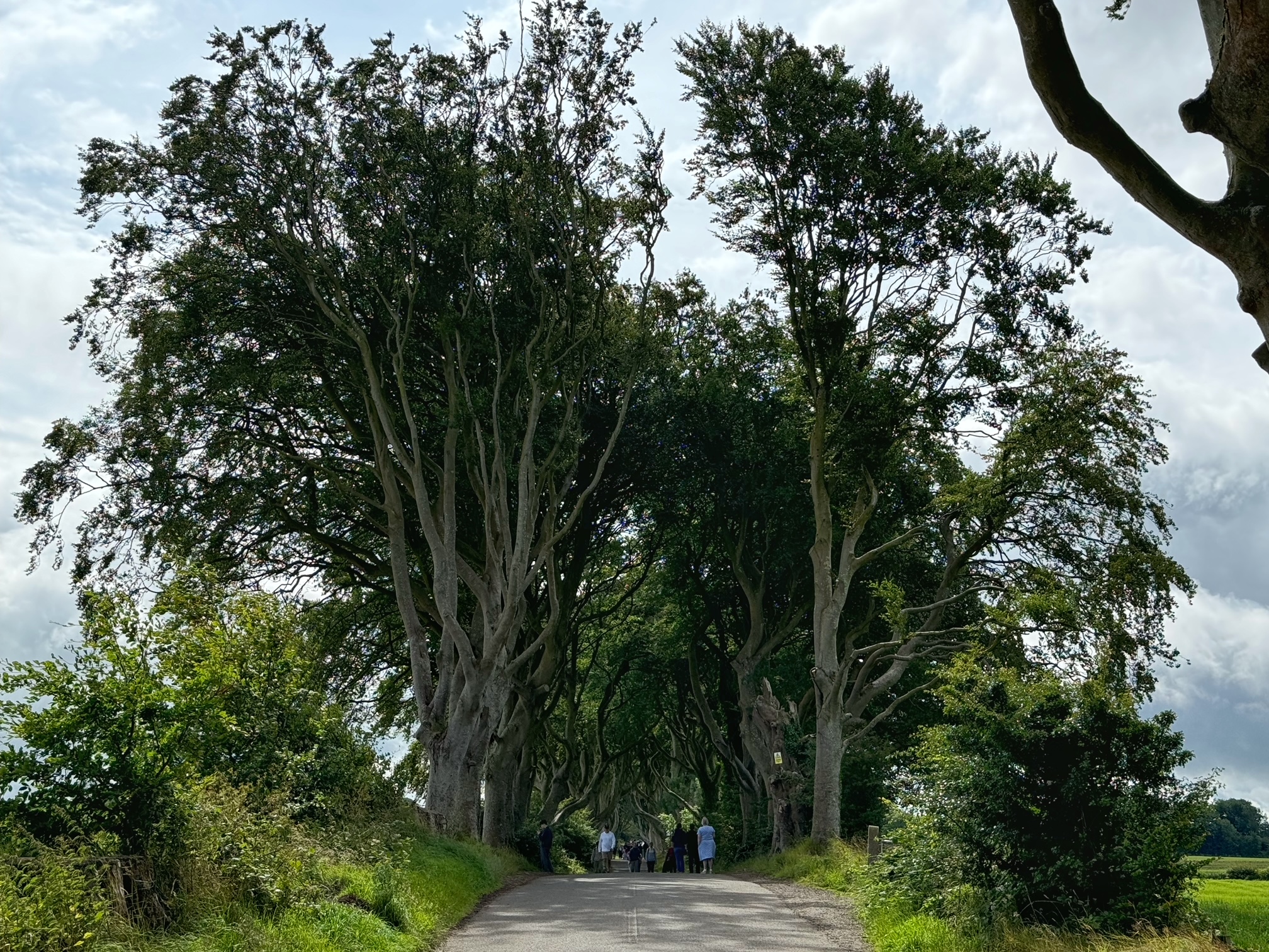 Dark Hedges 3