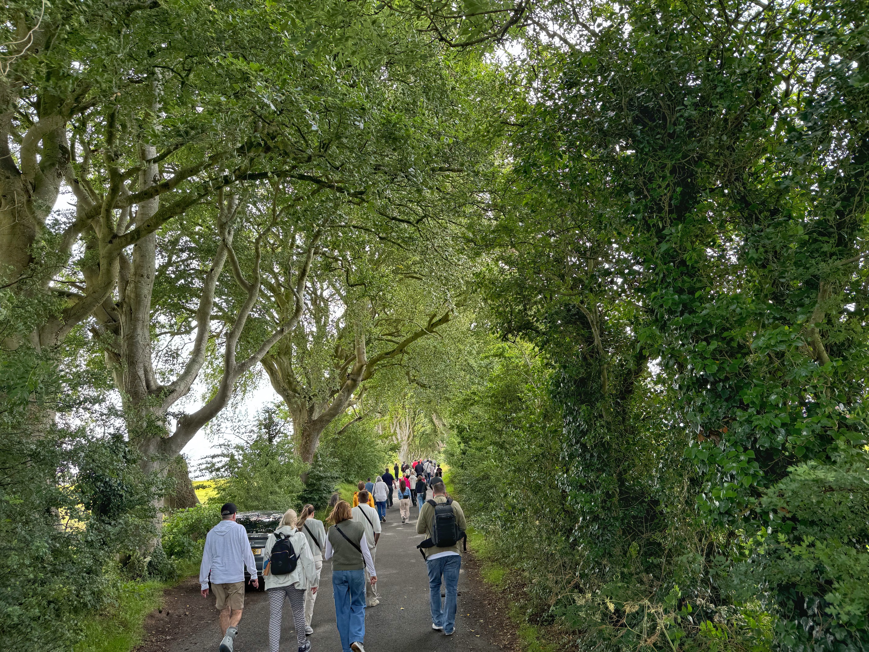 Dark Hedges 4