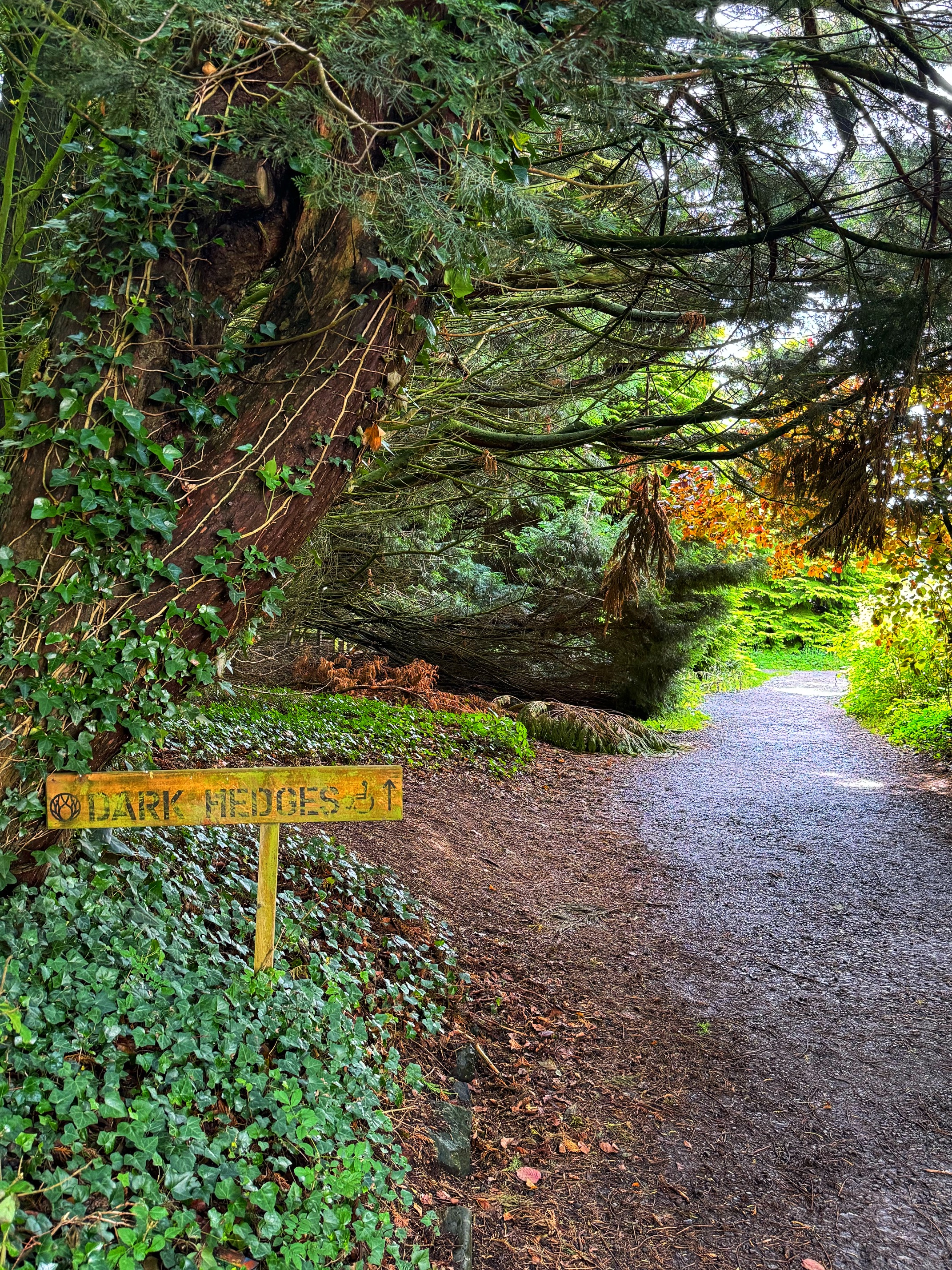 Dark Hedges Sign