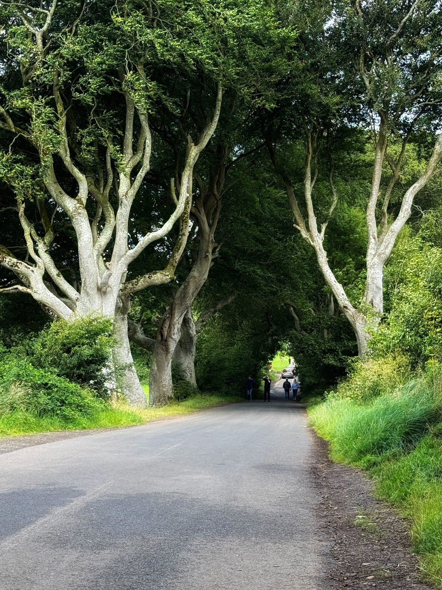 The Dark Hedges