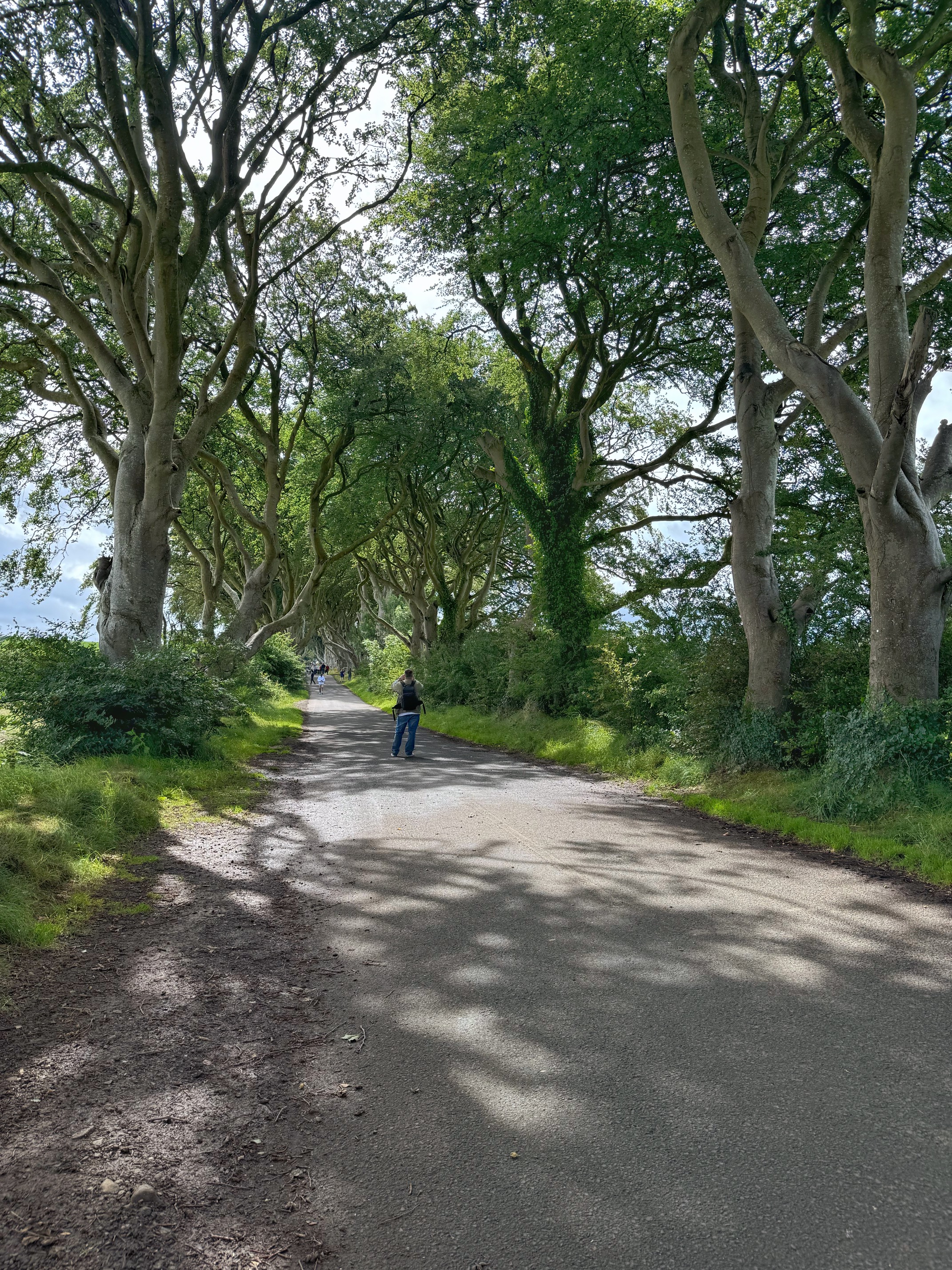 The Dark Hedges 2