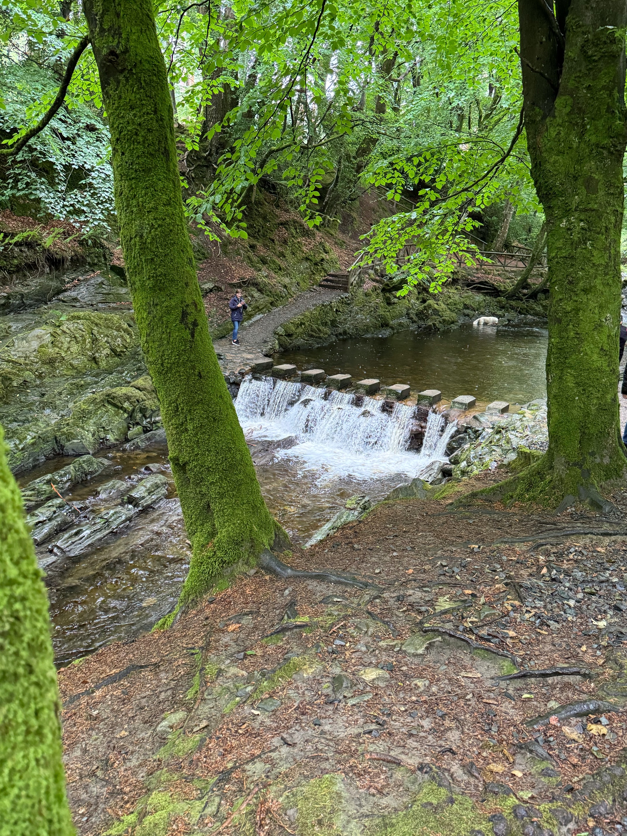 Tollymore Forest Steps