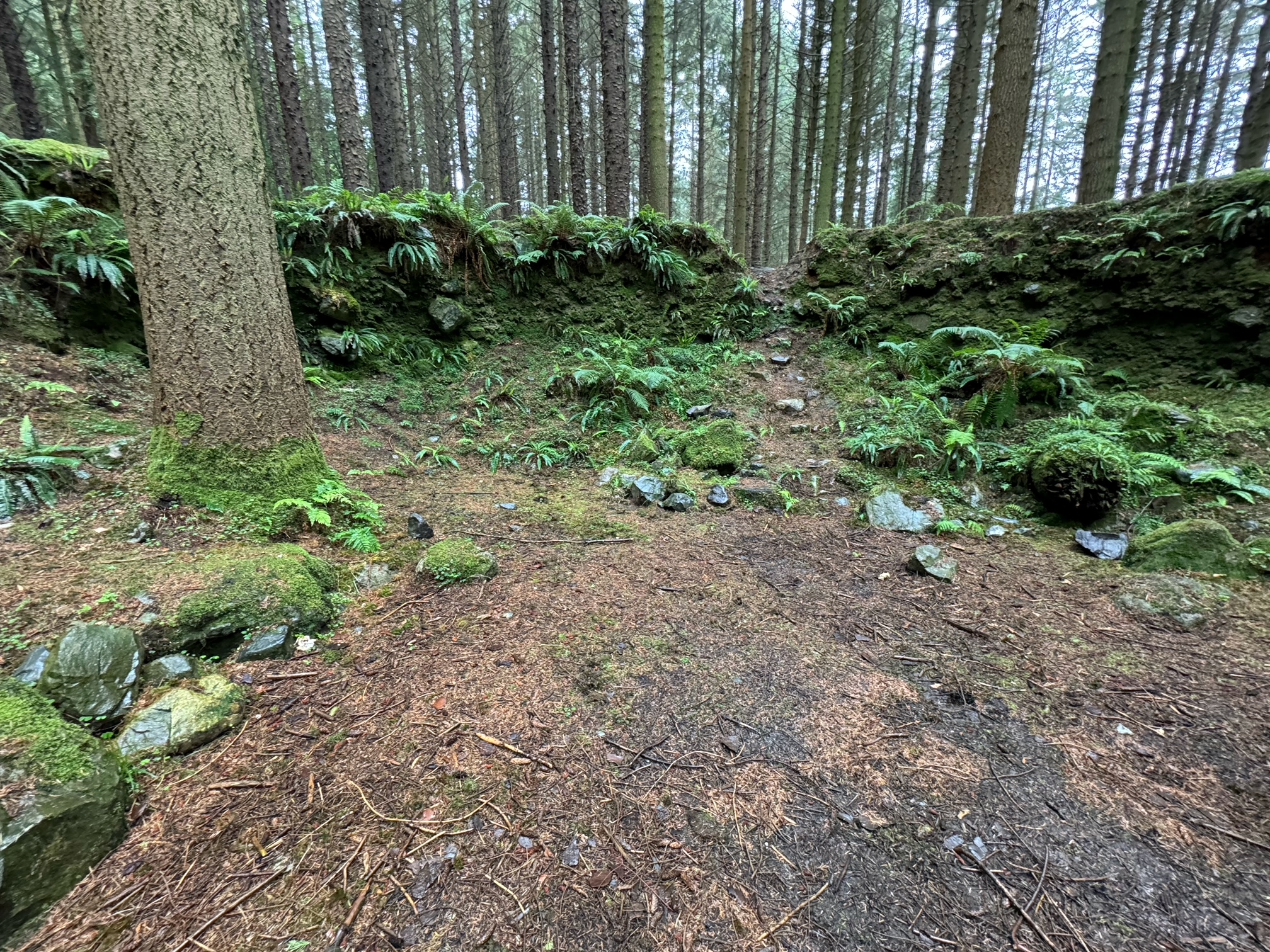 Tollymore Forest Wildling Pit