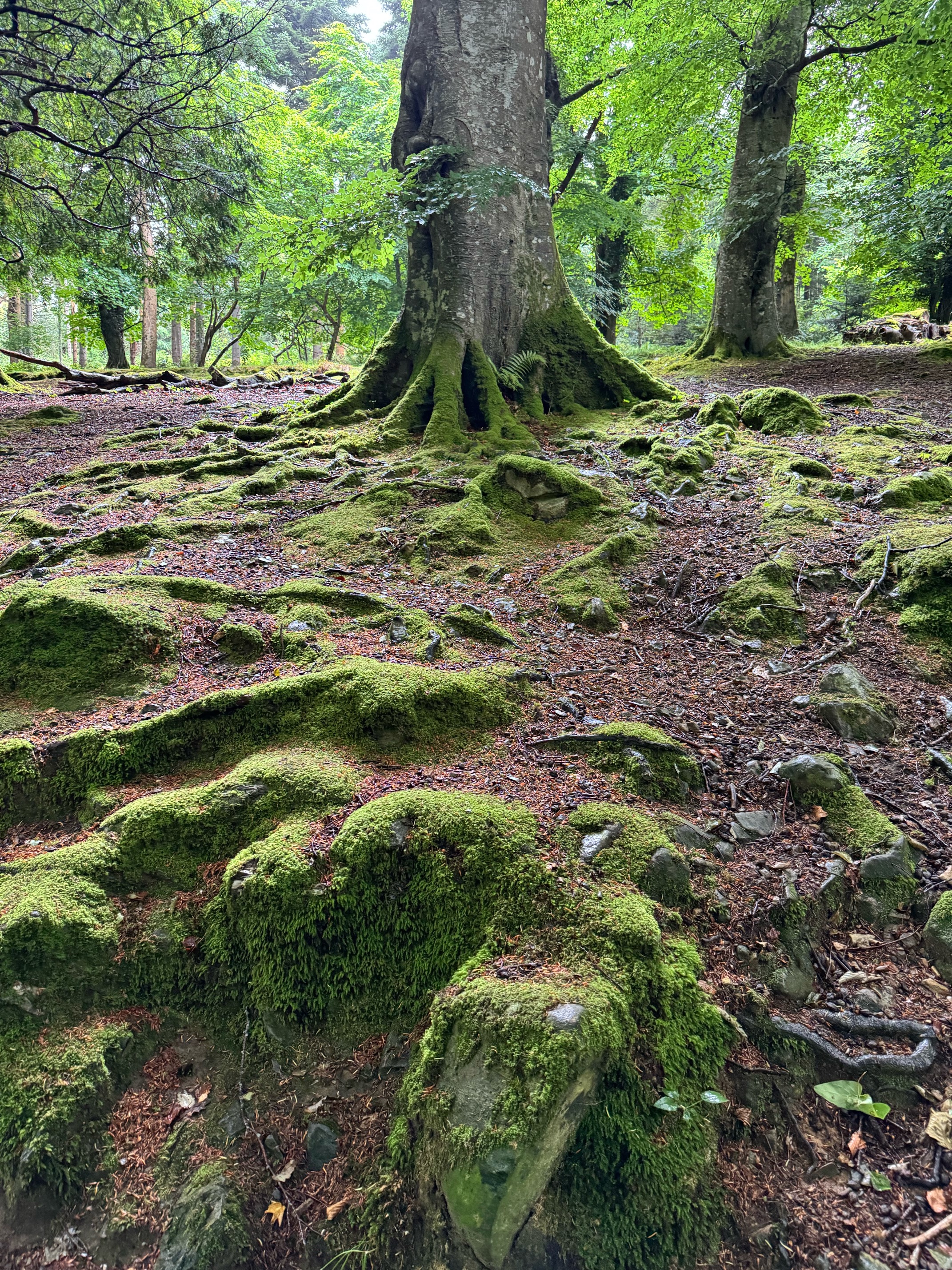 Tollymore Forest Moss