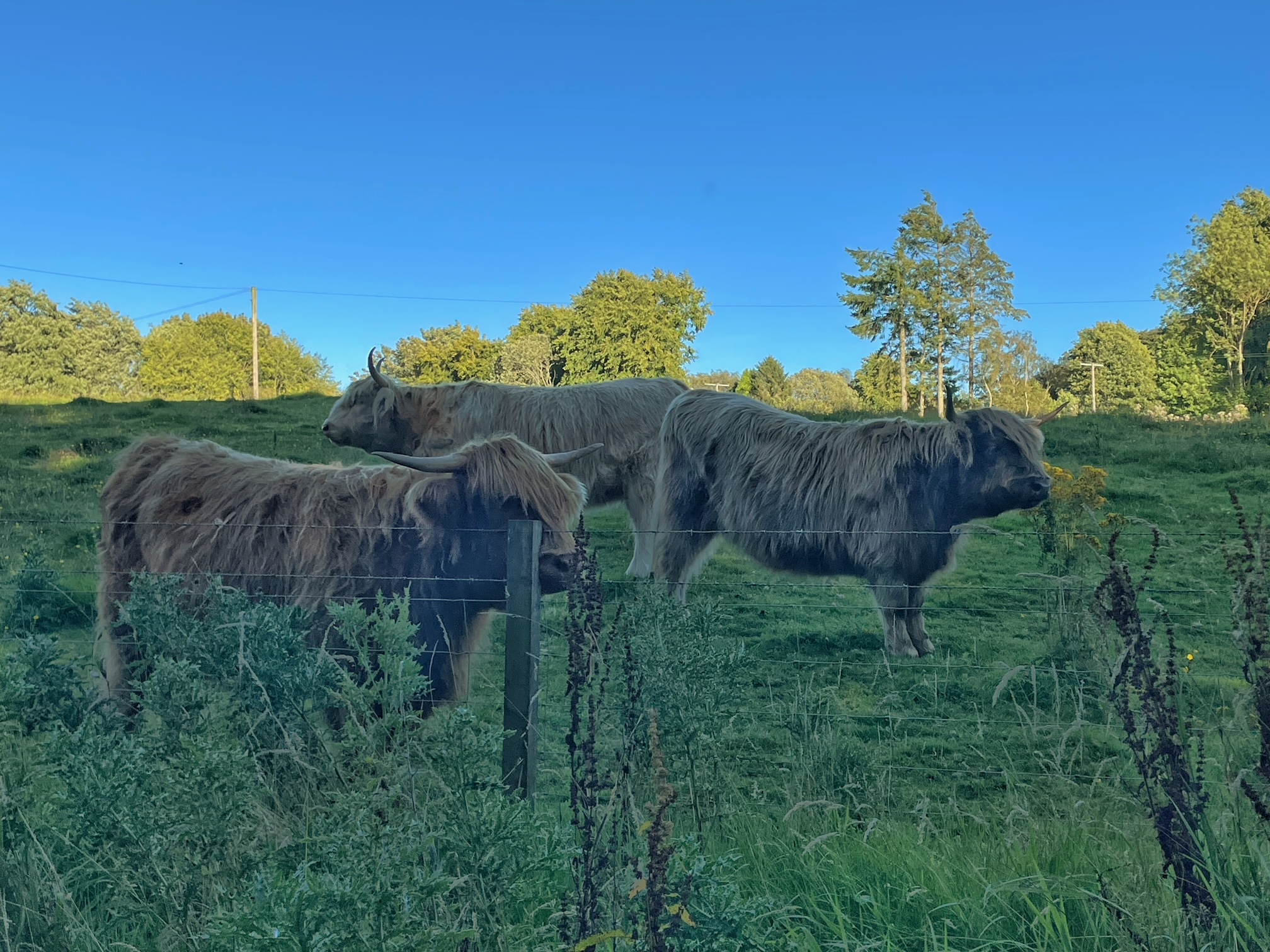 Ardoe House Coos