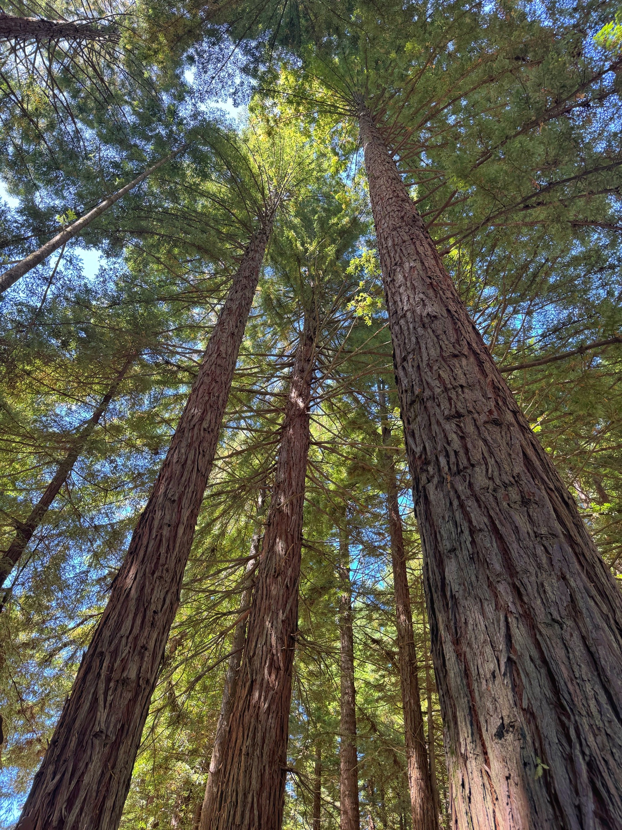 CA Redwoods NZ