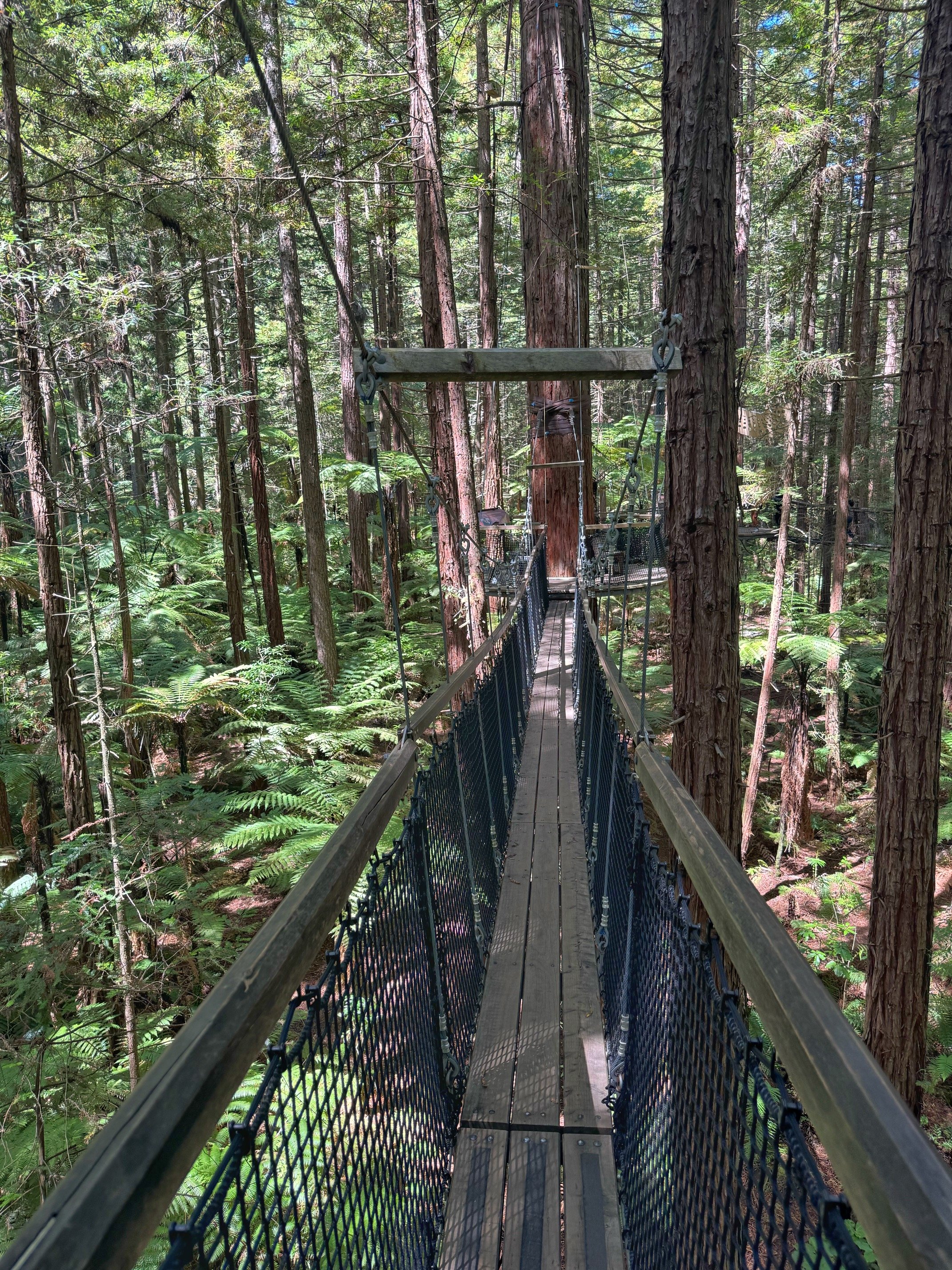 Redwoods Bridge